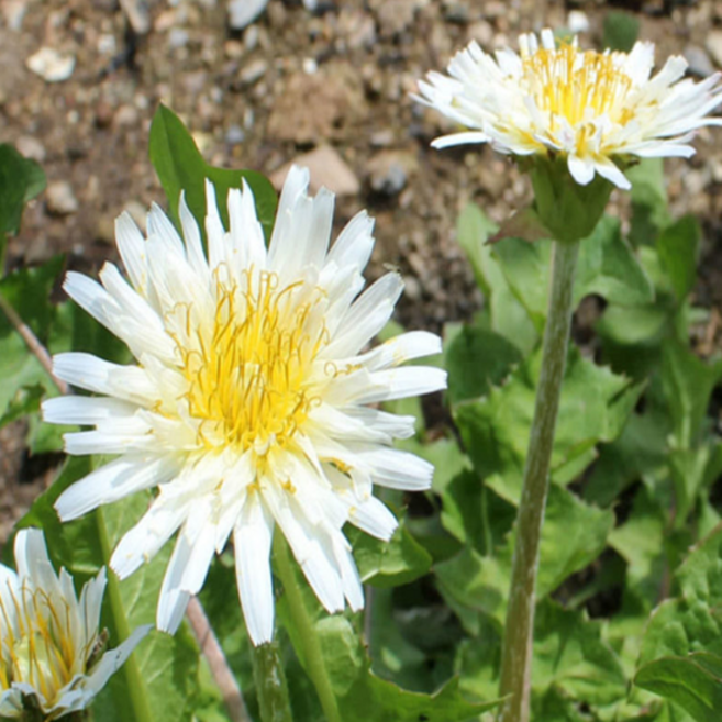 토종 하얀민들레 [5포트] (복남이네야생화 Taraxacum coreanum Nakai 흰민들레), 5개