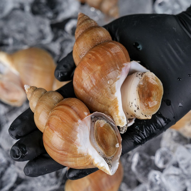 그대의밥상 산소포장 포항 생물 갓바리 백골뱅이, 1개, 1kg (소소, 50~60미)