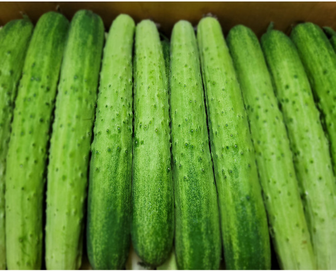 백오이/백다다기오이 (특품) 오이지 오이소박이 추천 3kg 5kg 10kg 15kg, 백다다기(특품) 3kg 15개내외, 1개