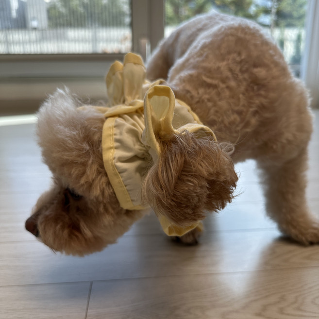 스카이몰 강아지 이어슈슈, 1개, 라인옐로우