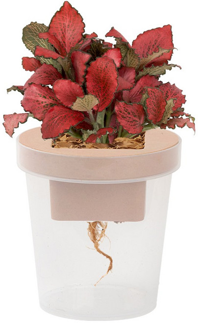 메이크정글 공기정화 수경재배 식물 화분 컵팟 DIY 세트, 피넛베이지, 휘토니아 레드스타, 1개