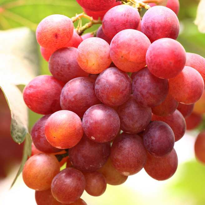 [충북농원] 붉은거봉 포도나무 묘목 - 1년생 접목묘, 1개, 접목/1년생/특묘