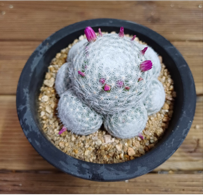 행복한꽃순이/희춘성선인장, 1개