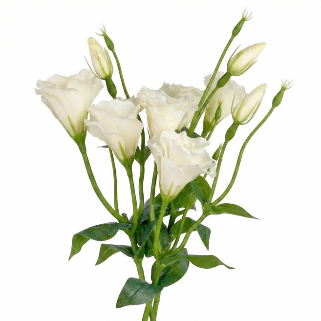 BloomLife 조화 인조꽃 인테리어 장식용 리시안셔스 조화꽃 3줄기 세트 46cm, 1개, 화이트