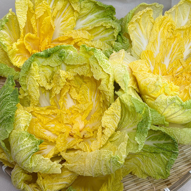 명인의손길 맛이다른 귀족배추 해남 베타 봄동, 1박스, 1kg