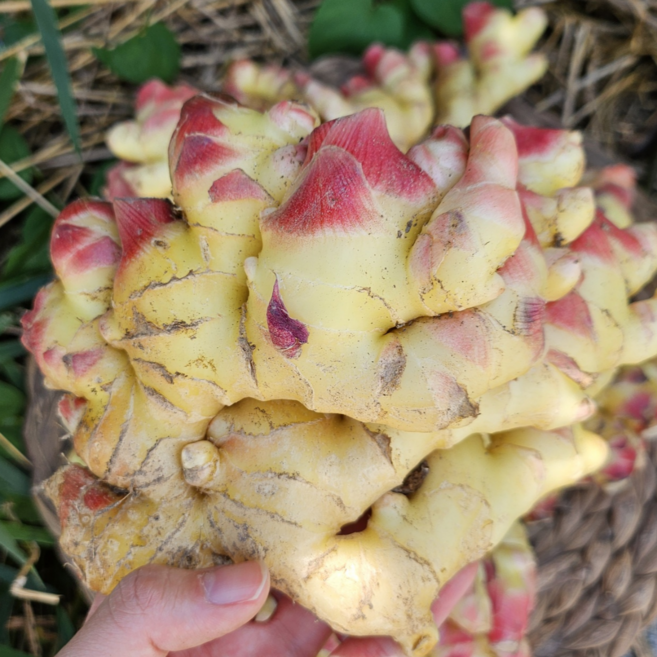 2025년 수확 국산 햇 생강 저장 생강 최상급 특품 흙 생강, 10kg, 1개