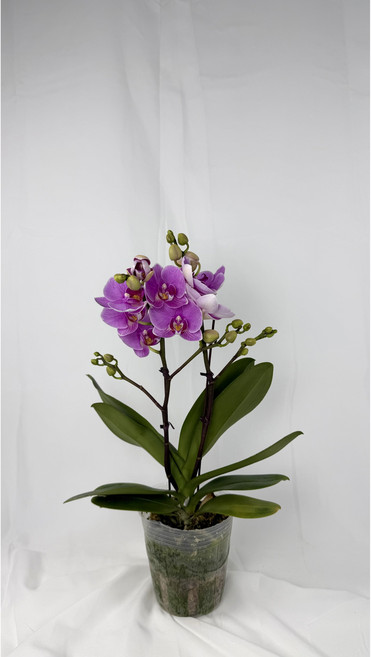 [다온난가든] 핑크색 호접란 보배 쌍대 취임/축하 서양난, 1개