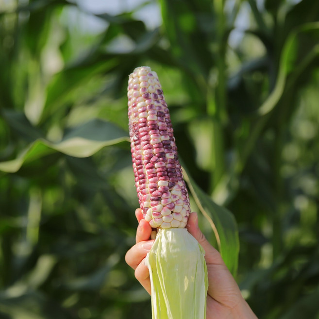 25년 삼기품 쫀득하고 고소한 곡성 흑찰옥수수 국내산 삶은 찐 냉동 옥수수, 1개, 꼬마냉동흑찰옥수수6팩(12cm이하)