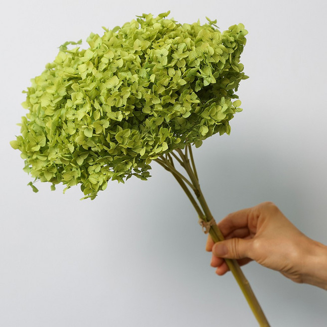 [플라워민트] 드라이플라워 수국 대용량 프리저브드플라워 도매, 그린, 그린