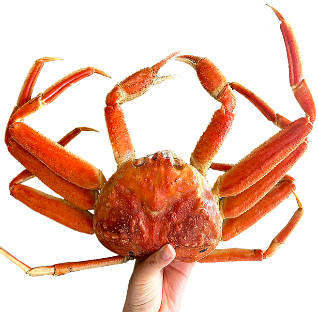 [동해항 당일발송] 특A급 러시아 박달대게 자숙대게 수율보장제도실시, 4kg (3~5마리내외), 1개