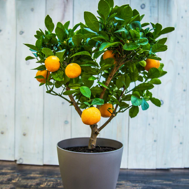 나무마켓 귤나무 결실주 특선, 천혜향나무(H0.4), 1개