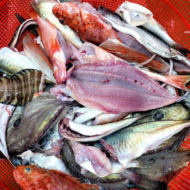 자연산 생선 매운탕 구이 통영 잡어 3kg 10인분, 1개, 잡어3kg손질