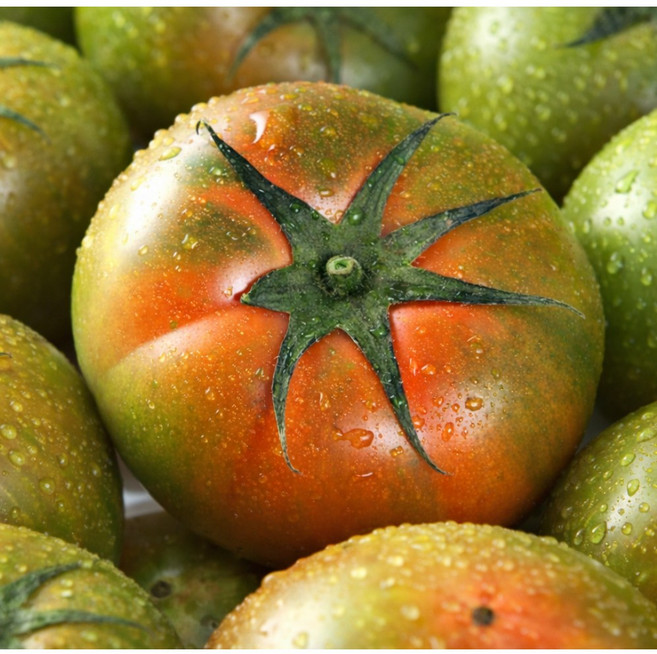 [쿠폰특가] 단짠단짠 정품대저 고당도 짭짤이토마토, 1세트, 500g(s-2s)