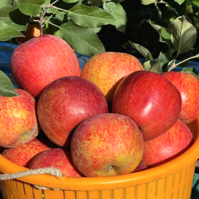 [재구매율1위] 초초특가 고당도 품절대란 꿀사과, 1박스, 5kg