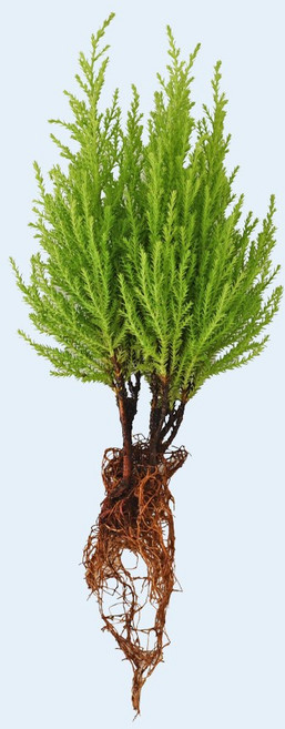 마이플랜트 율마 세척 모종 소형 수경재배식물, 1개