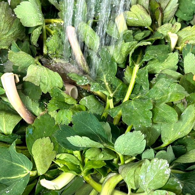 만들어봄 방풍나물 노지재배 여수 금오도 산지직송, 1개, 2kg