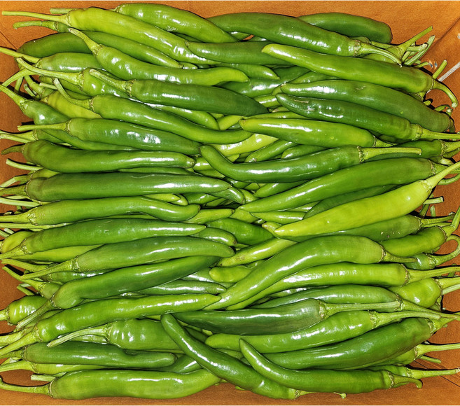 아삭이 오이고추 풋고추 상 특 5kg [원산지:국산], 못난이(상급)5KG, 1개