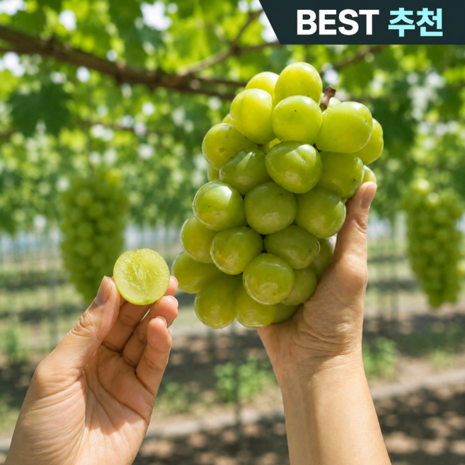 [매일50박스만] 당일수확 고당도 샤인머스캣 씨없는 포도, 1박스, 샤인머스켓 특품1kg(2송이내외)