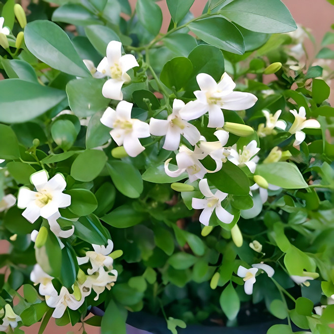 [용이네 화원] 대방출 이벤트행사 년중 꽃이 피는 신품종 오렌지 자스민 오랜지 쟈스민 오렌지자스민 오렌지쟈스민 179, 1개