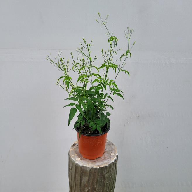 5위 - 인기자스민 학자스민 소품 15~25cm 38, 기본