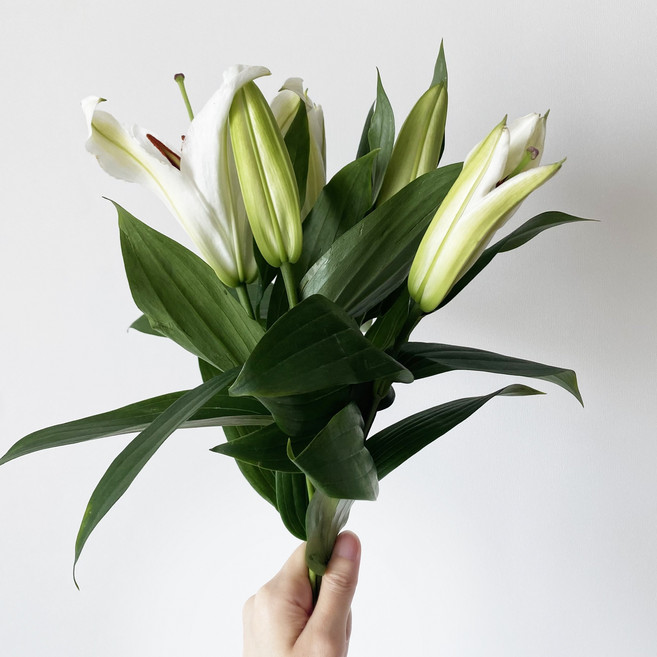 백합 한다발 생화 시베리아 흰색백합 꽃다발 꽃택배 플라워붐, 1개, 시베리아 흰색백합 한다발