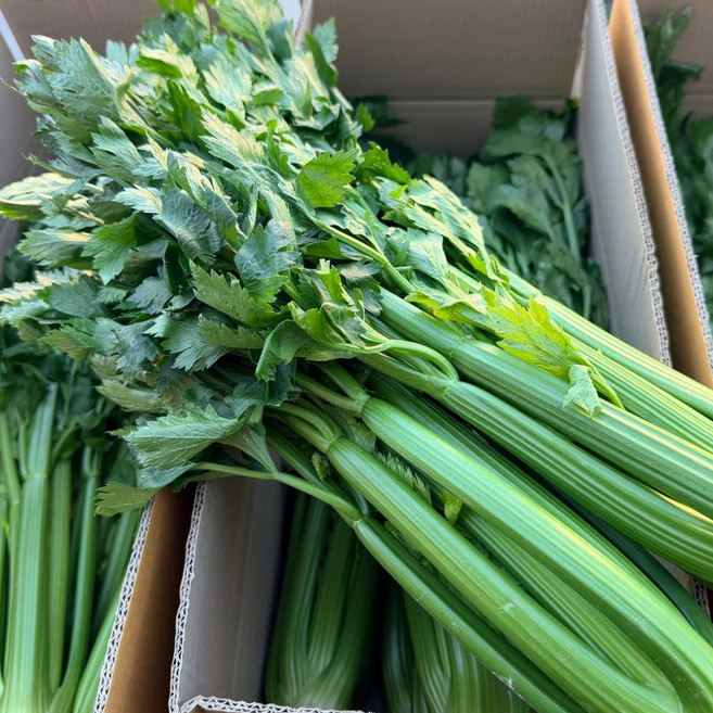 맛통령 국내산 샐러리, 1박스, 4kg