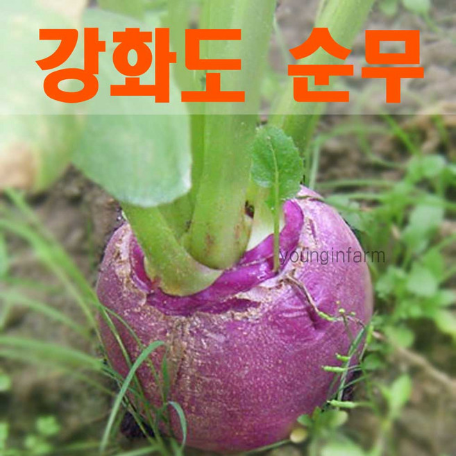 강화도 생산 가을 생 순무 10kg 무청 없습니다 [영인팜], 1박스