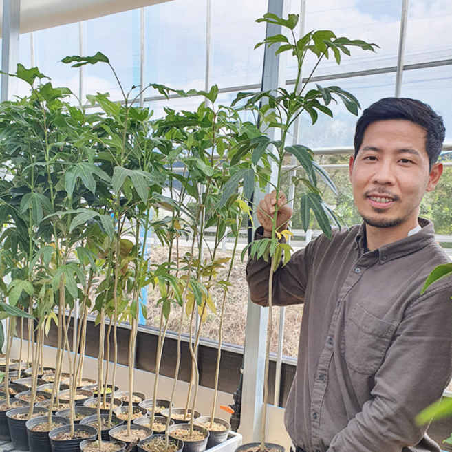 4년생 하귤 유실수 원예 공기정화식물 귤나무, 1개, 황칠나무4년생