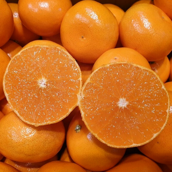 제주도 산지직송 천혜향 제철 감귤 고당도 프리미엄 귤 선물용, 1박스, 중과 5kg (18-23과)