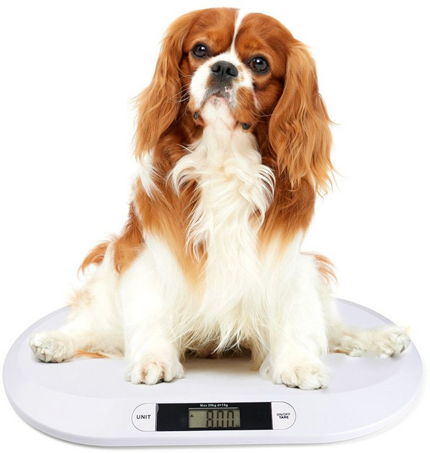 강아지체중계 동물병원 반려견 고양이 몸무게 측정기 전자 저울, 20kg 화이트 (배터리 모델), 1개