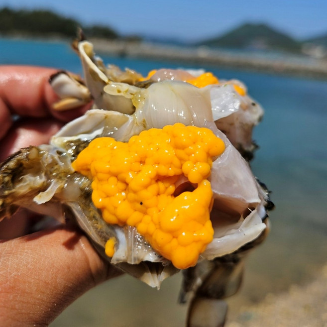 [연평도 직송] 생물 알배기 암꽃게 당일조업, 1개, 1kg_(4-6미 내외)