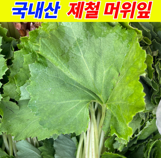 [국내산] 자연산 머위 머위잎 머위나물, 1박스, 1kg