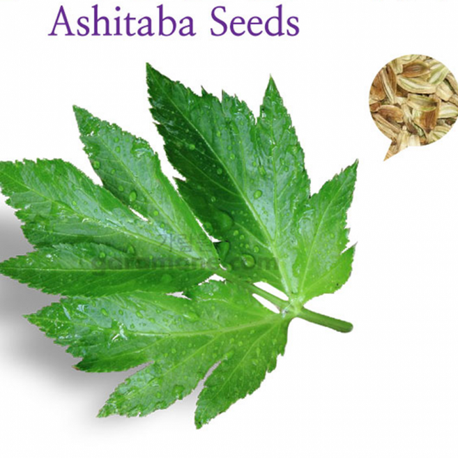 신선초 씨앗 명일엽 Ashitaba seeds 1g 100알), 1개, 상세페이지 참조, 상세페이지 참조