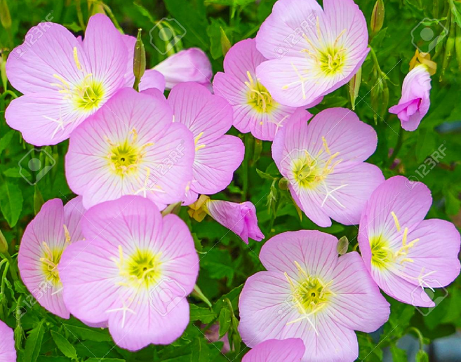 분홍낮달맞이 노지월동 다년초 묘종 장기개화 암석정원장식 규격10cm화분묘 케이야생화, 3개