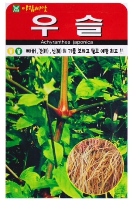 아람 우슬 씨앗 500립, 1개