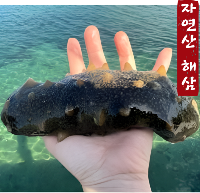 [통영직송] 자연산 특대 해삼 활해삼 참해삼 1kg 2~6미 내외 내장 고노와다 국내산 해녀채취 당일조업, 1개, 특대 500g (1~3미 내외)