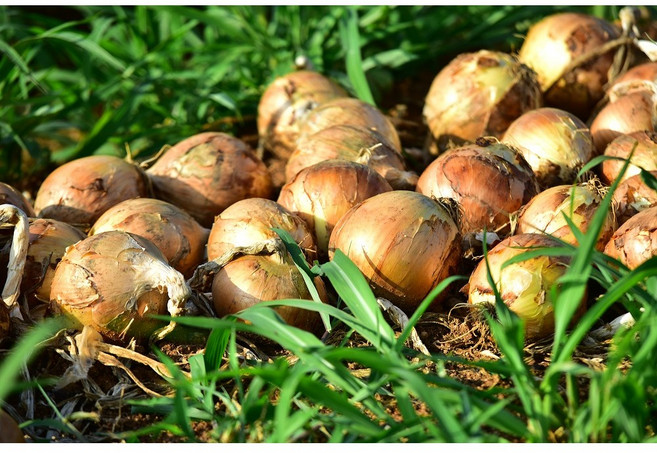 [폭탄인하-선착순100명 한정특가!] 국내산 무안 햇양파 양파 깐양파 무안양파, 1개, 깐양파(대특)1kg