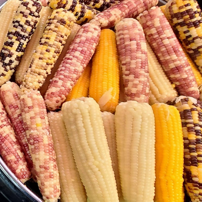 [햇옥수수] 다양한 찐냉동 찰옥수수 개별안심포장, 특가옥수수 아담한 홍찰 소20개 + 알록이 소20개, 1개