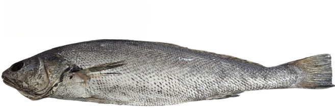 (100% 국내산) 특대 여수 반건조 통민어 세트, 1개, 특대 여수 반건조 통민어 3미