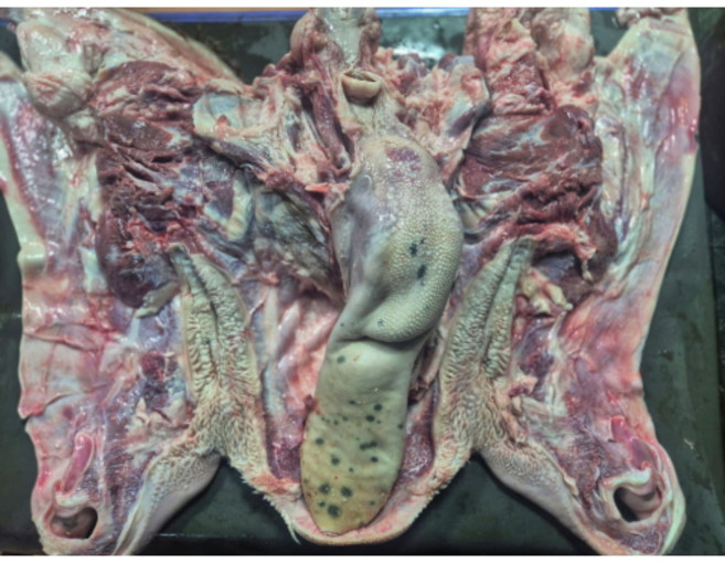 소머리 생물 한우 암소머리 한마리(우설포함), 5kg, 1개