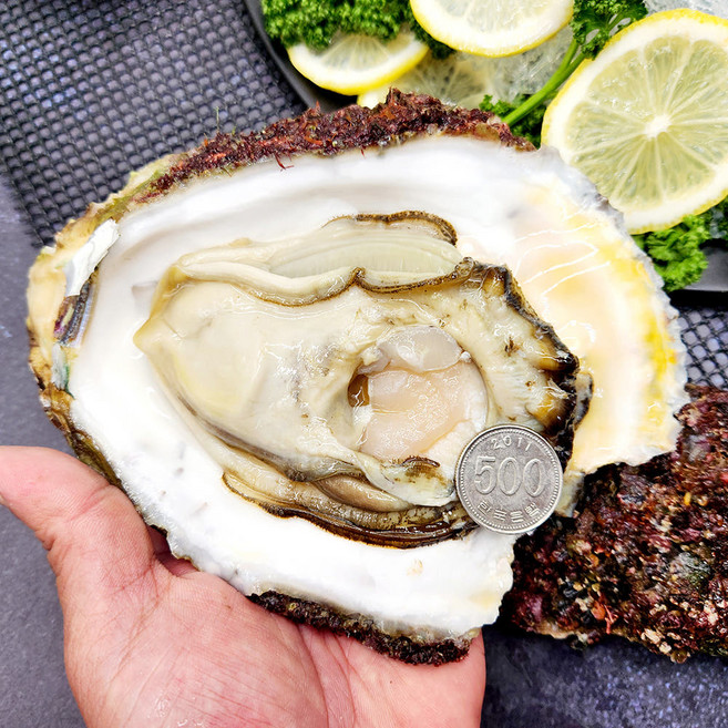 [산지직송] 자연산 바위굴 삼배체굴 하프셀 손질 석화 대왕굴, 1개, 자연산 바위굴10kg(10~30미내외)