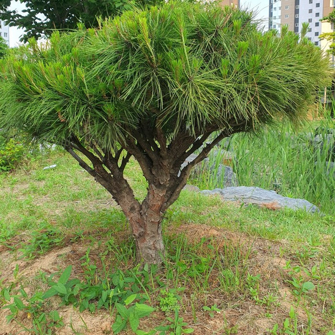 목하원예조경 소나무 반송 둥근소나무 폭 50cm상 분 묘목 산림복원용 상록수 정원조경수 준공목 노지월동, 1개