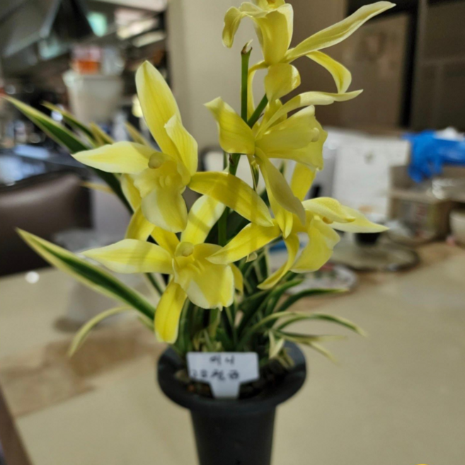 (팜 이연숙TV난원) 동양란 천금 복륜 대품 큰꽃 향기 진하고 좋아요 현재 꽃없습니다, 1개