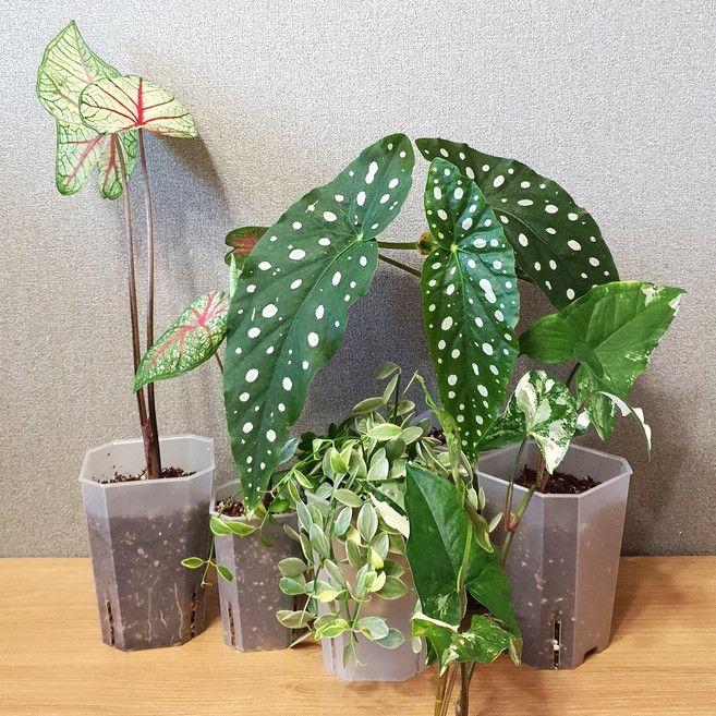 롱슬릿 투명 화분 플라스틱화분 슬릿분, 10개