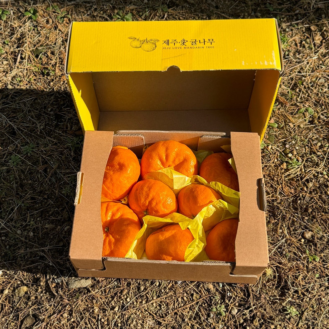 [겨울왕자] 제주 윈터프린스 대과, 1박스, 5kg (16-25과)