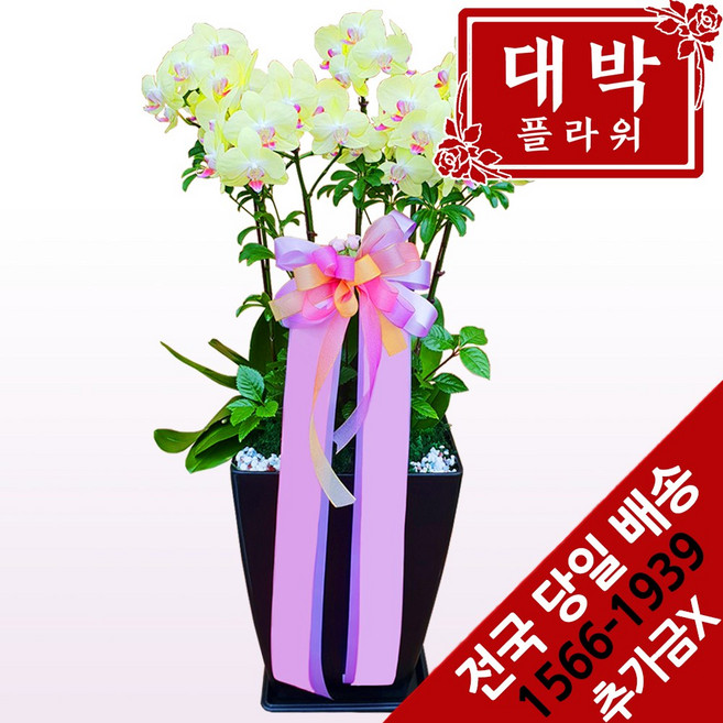 대박플라워 포춘호접 서양란 승진선물 취임란 영전선물 이전 개업선물 부모님선물 꽃배달, 1개