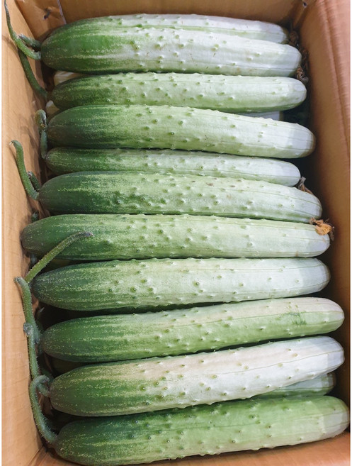 못난이 백오이 백다다기 50개 오이지용 지오이, 10kg, 1개