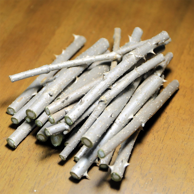 농선 오가피 생 나무가지, 1개