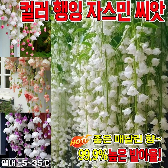 [오늘특가] 컬러 행잉 자스민 씨앗 자스민 나무 꽃 행인 향기 좋은 매달린 자스민 식물 재스민 꽃 씨앗 혼합색, 100개 - 쿠팡