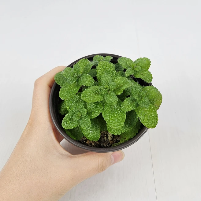 아비가든 허브 민트 6종, 2개, 1.애플민트 1+1 - 쿠팡